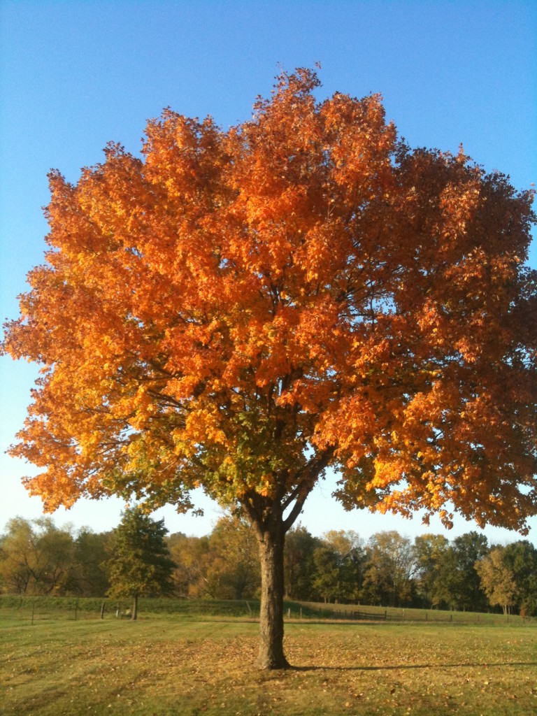 Autum Tree at Jones Farm Oct. 2011