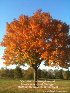 Autumn Tree Symphony of Change Classic Legacy