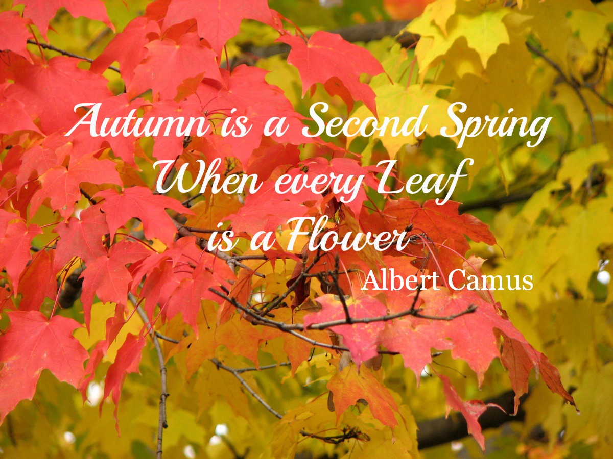 Autumn is Second Spring quote - Classic Legacy Custom Gifts